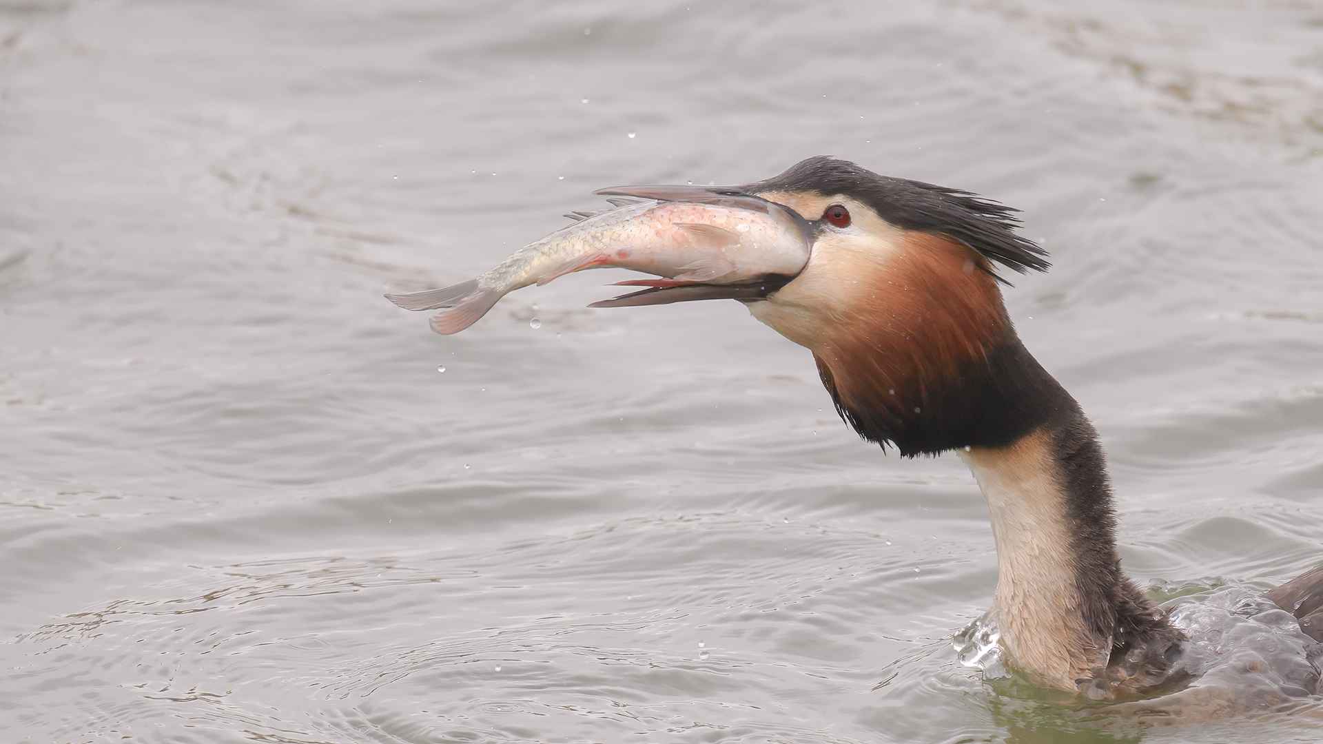 Great Crested Grebe